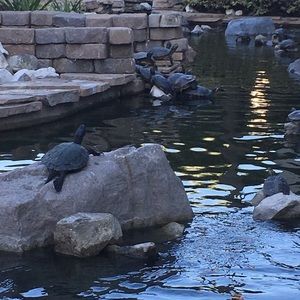 Meet your Posher, Gina